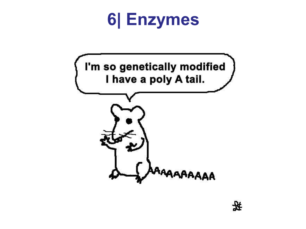 Enzymes: Principles of Catalysis