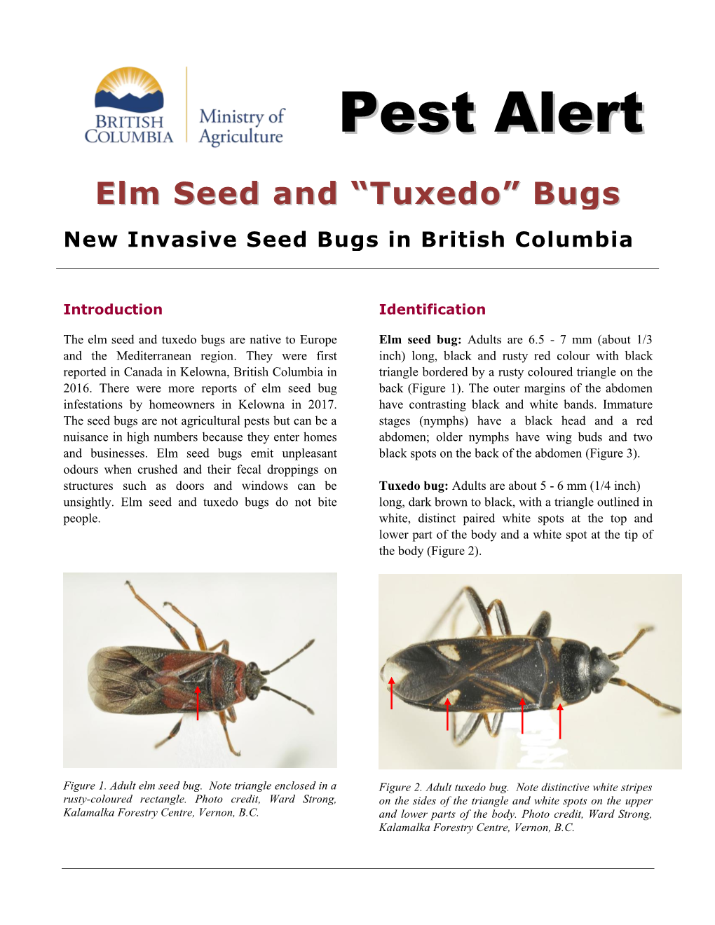 Elm Seed and Tuxedo Bugs Are Native to Europe Elm Seed Bug: Adults Are 6.5 - 7 Mm (About 1/3 and the Mediterranean Region