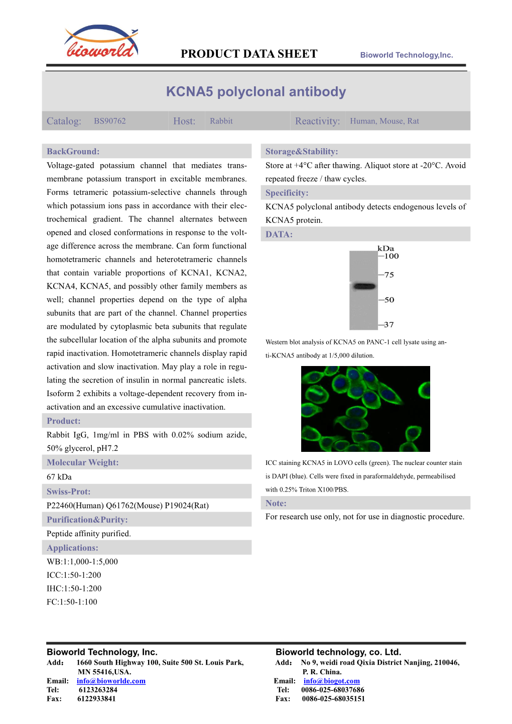 KCNA5 Polyclonal Antibody