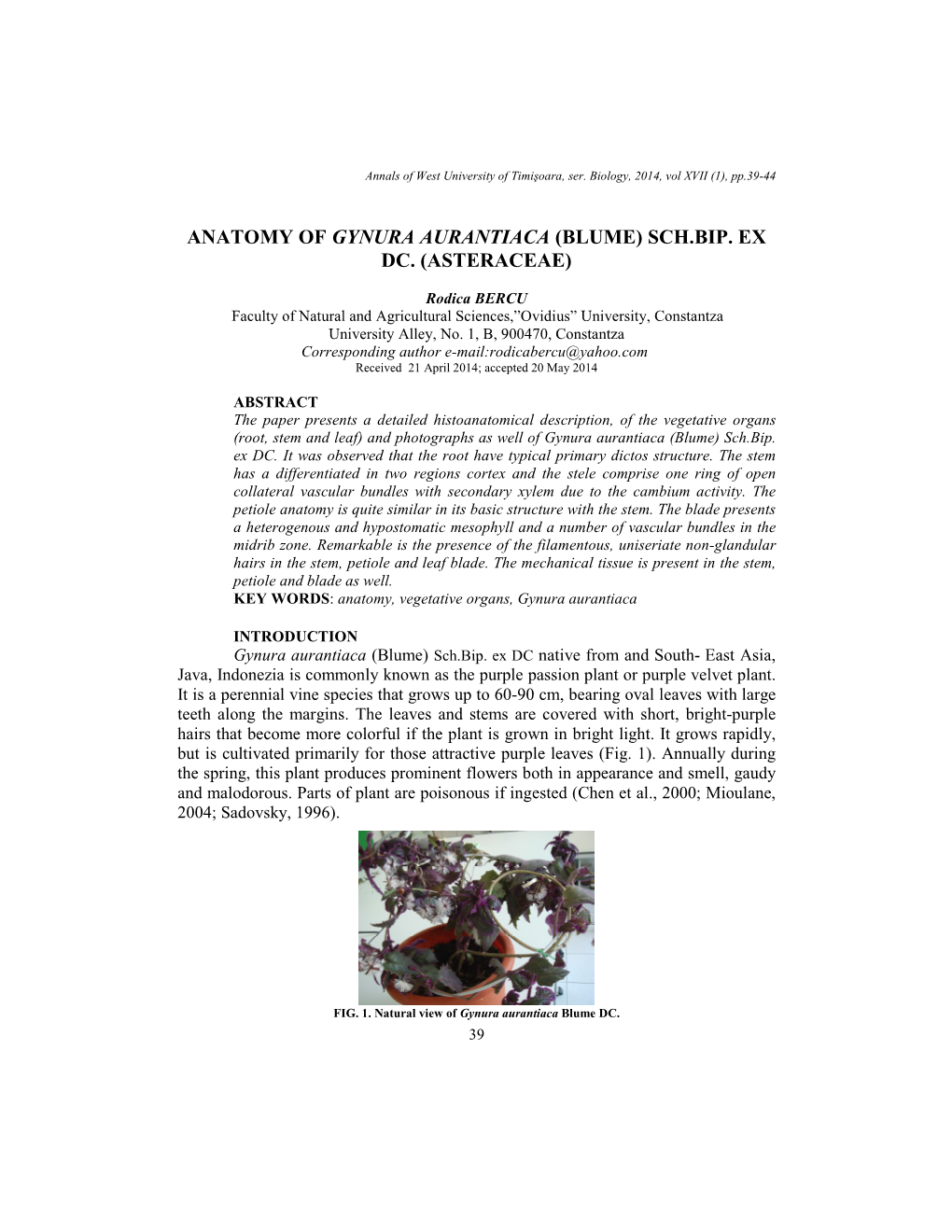 Anatomy of Gynura Aurantiaca (Blume) Sch.Bip