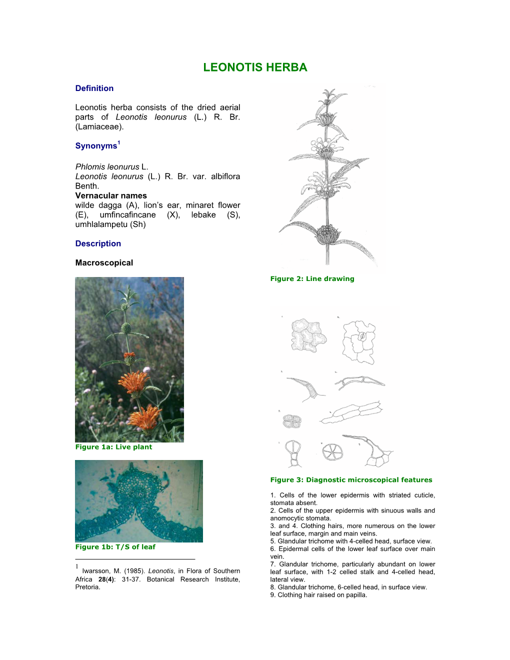 Leonotis Leonurus (L.) R