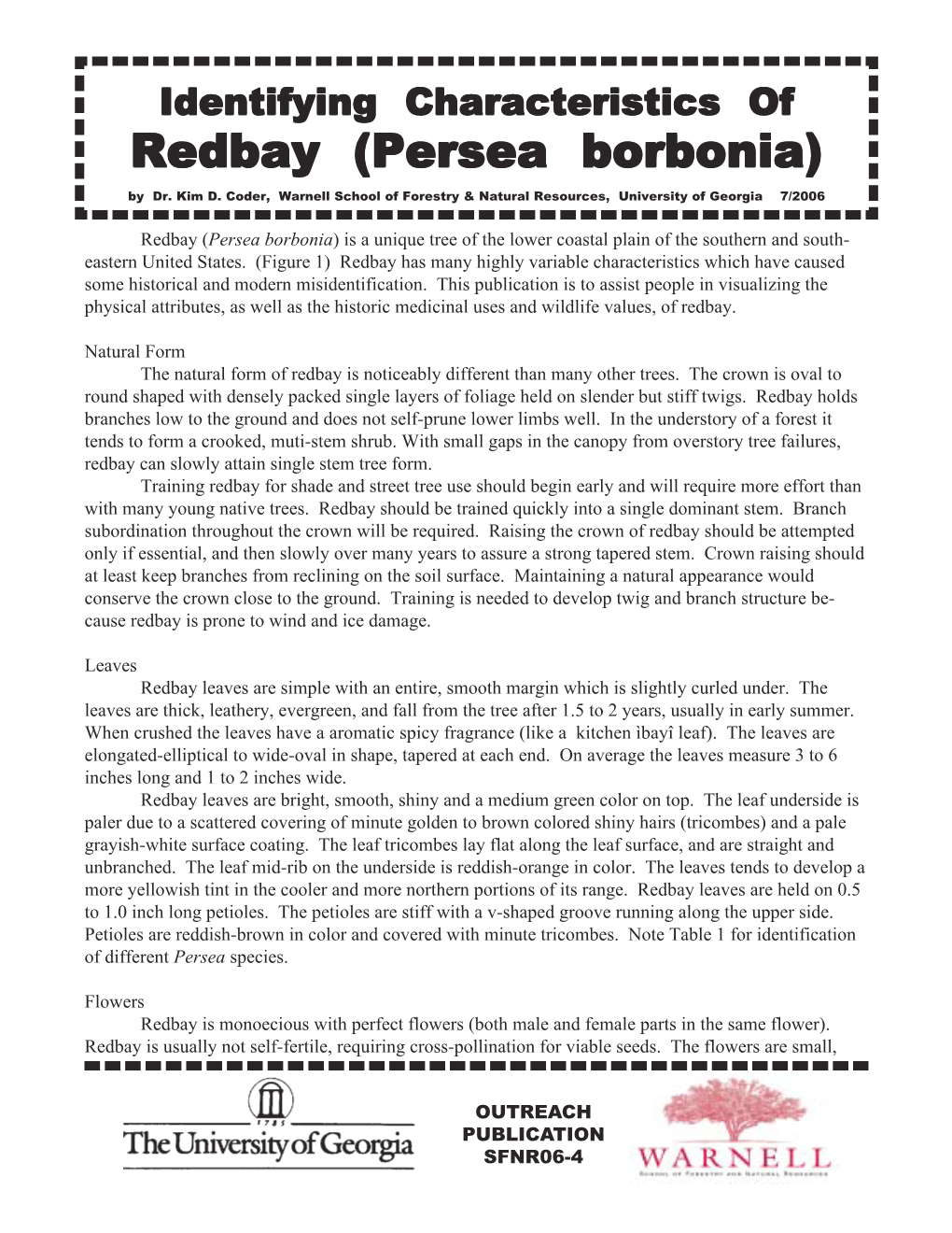 Redbay ( Persea Borbonia )