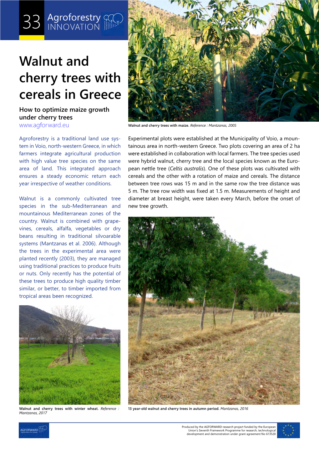 Walnut and Cherry Trees with Cereals in Greece How to Optimize Maize Growth Under Cherry Trees Walnut and Cherry Trees with Maize