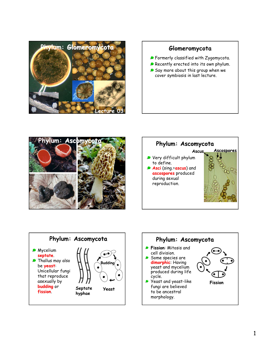 Phylum: Glomeromycota Phylum: Ascomycota