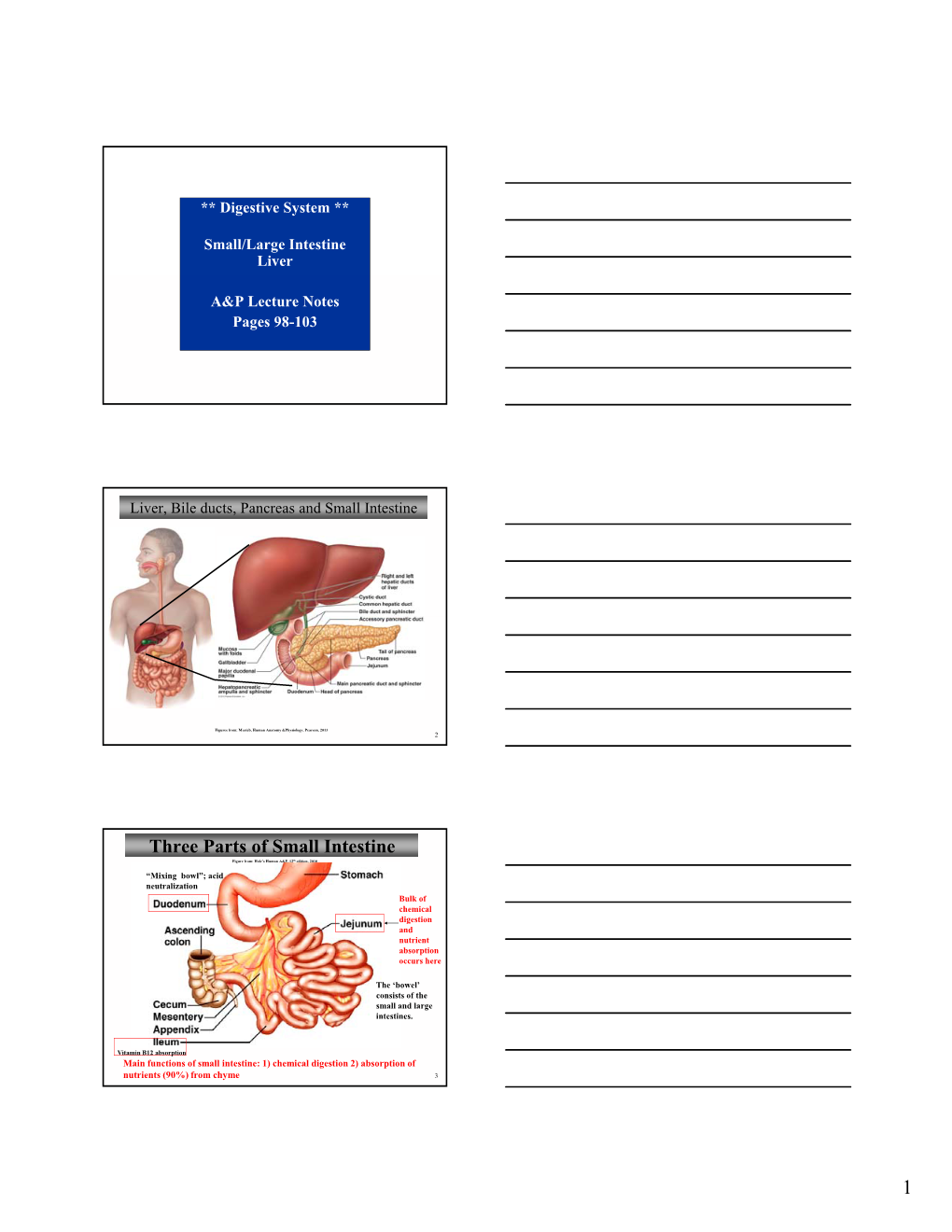 Three Parts of Small Intestine