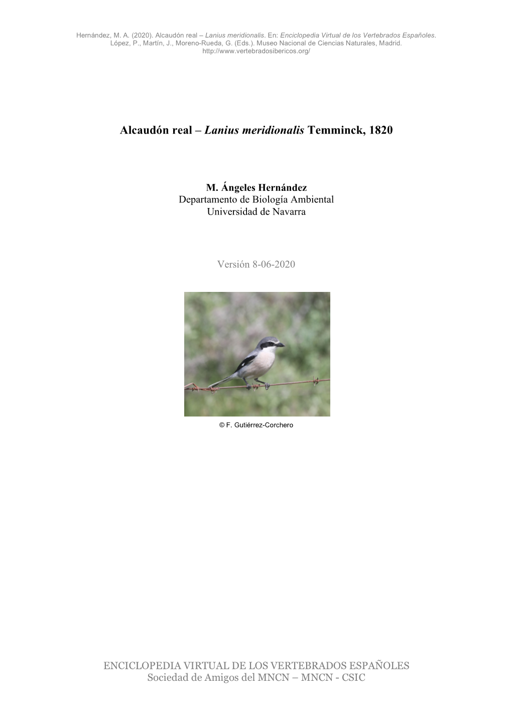 Alcaudón Real – Lanius Meridionalis Temminck, 1820