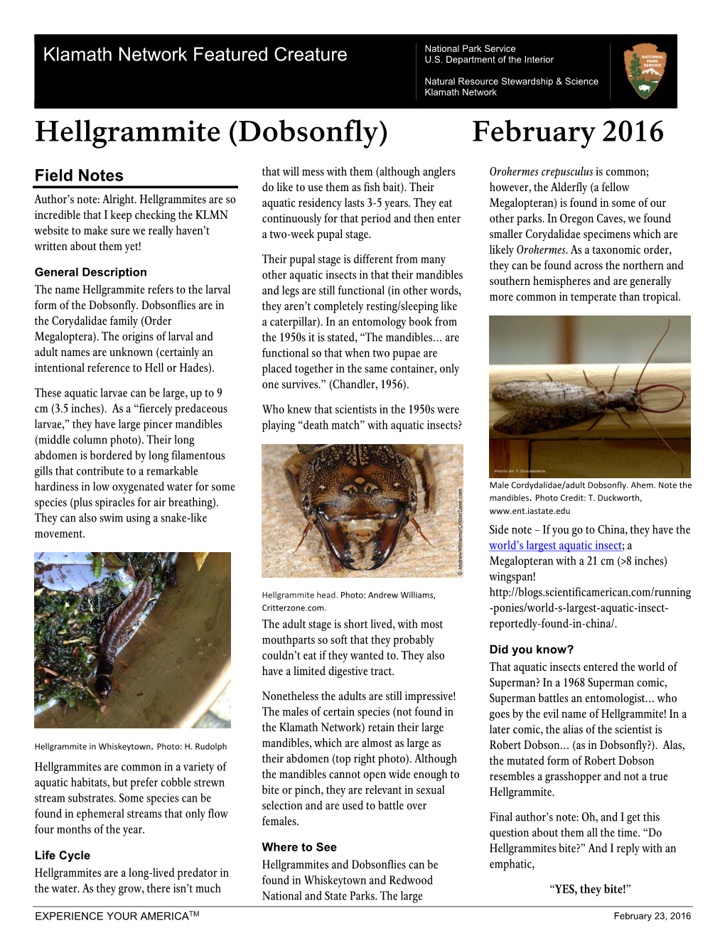 Hellgrammite (Dobsonfly) February 2016