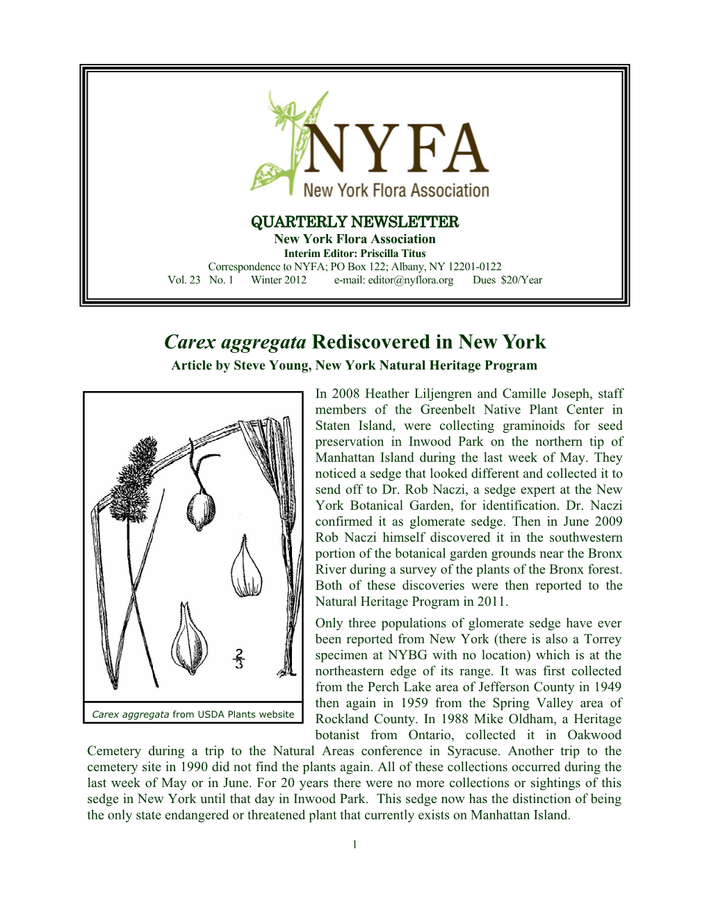 Carex Aggregata Rediscovered in New York Article by Steve Young, New York Natural Heritage Program