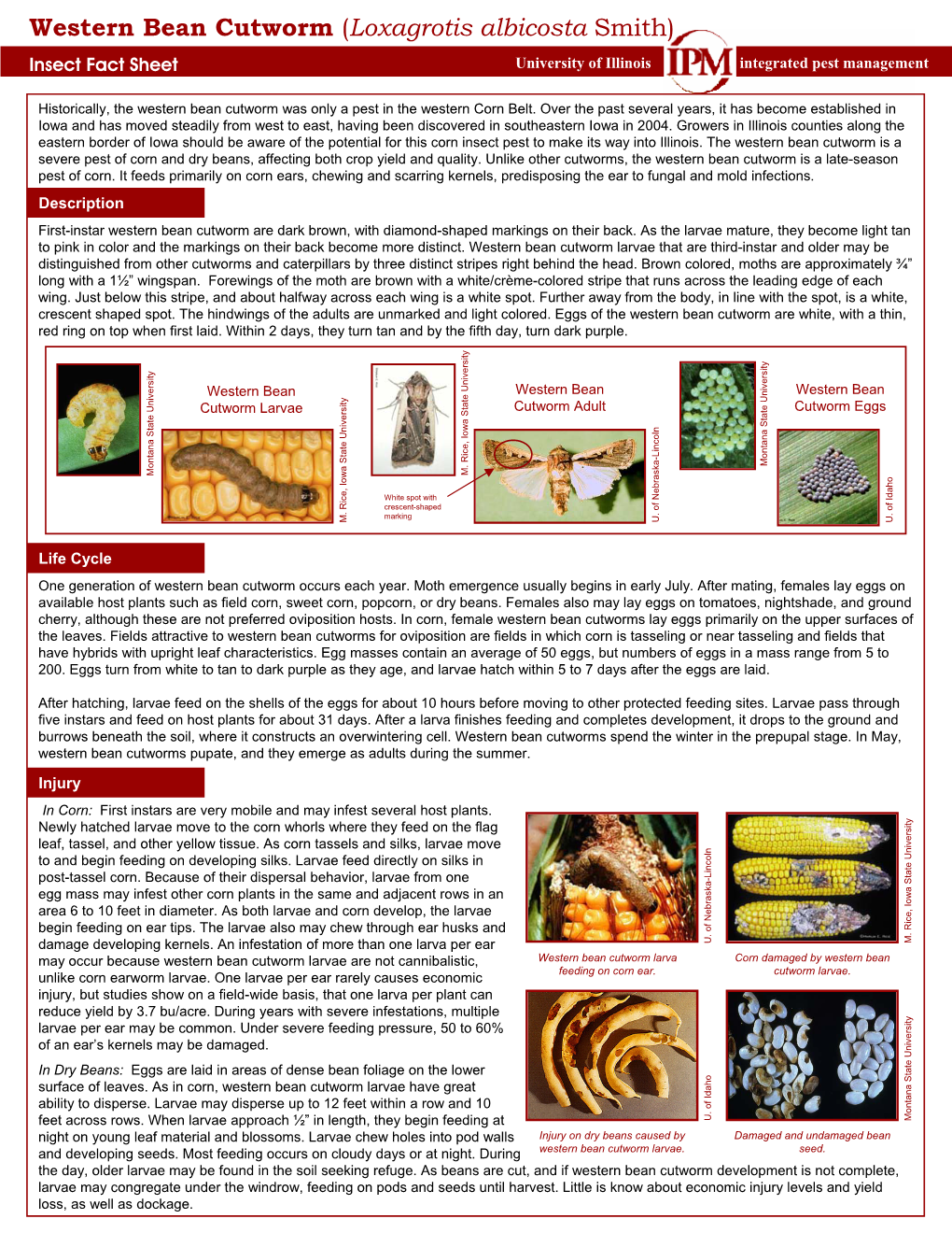 Western Bean Cutworm (Loxagrotis Albicosta Smith) Insect Fact Sheet University of Illinois Integrated Pest Management