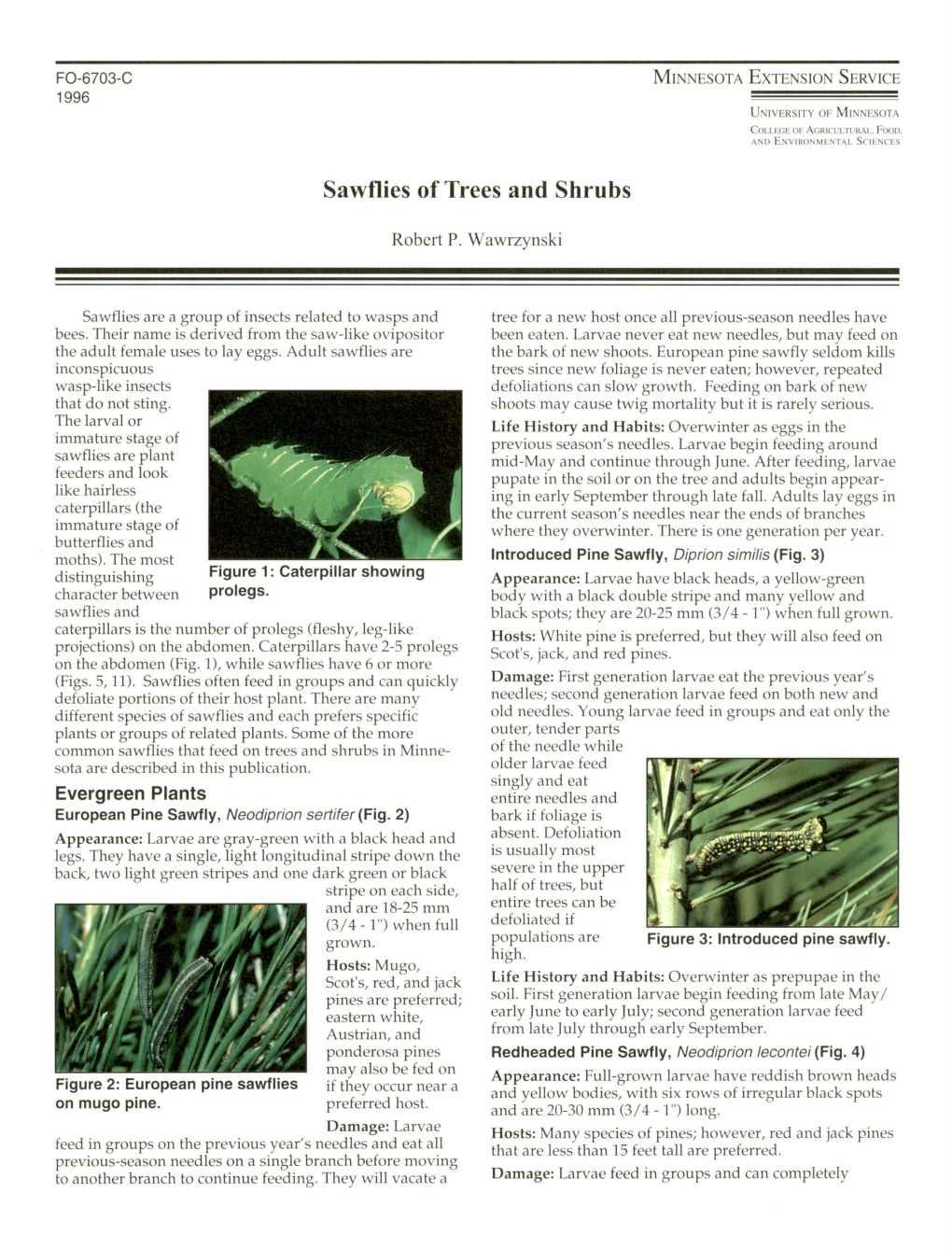 Sawflies of Trees and Shrubs