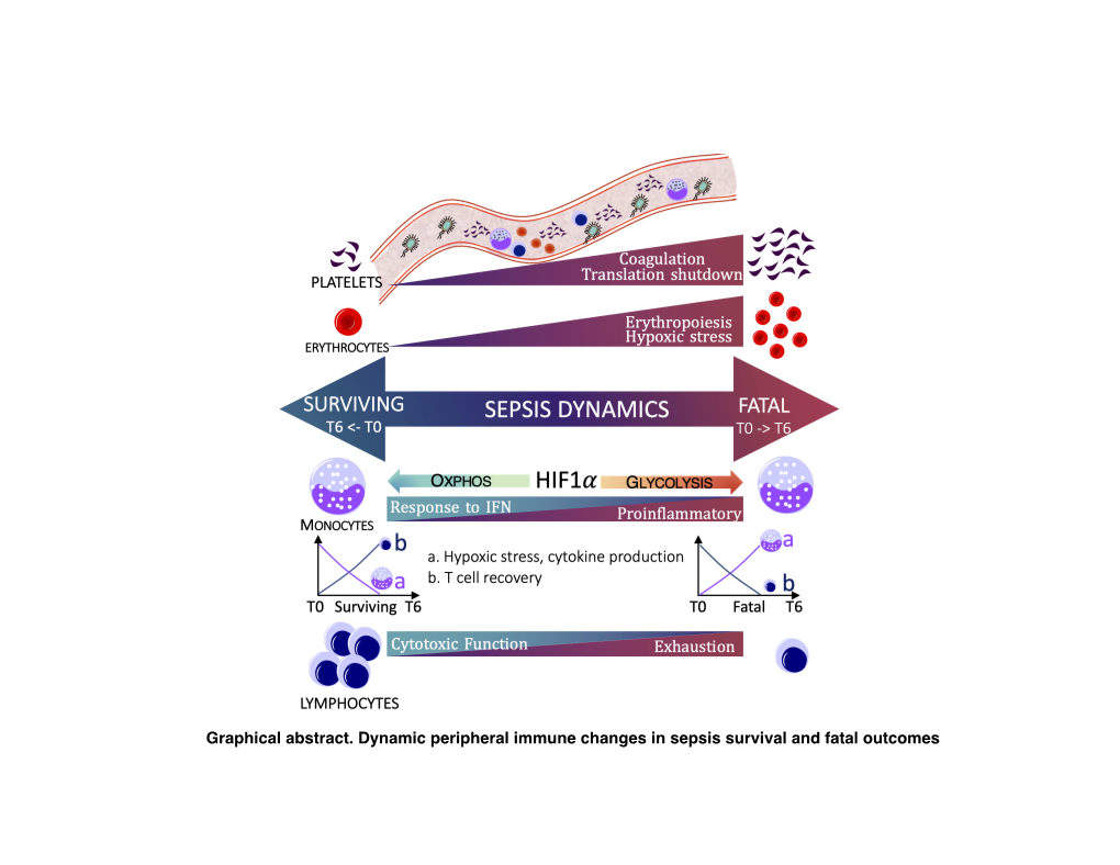 Graphical Abstract. Dynamic Peripheral Immune Changes In