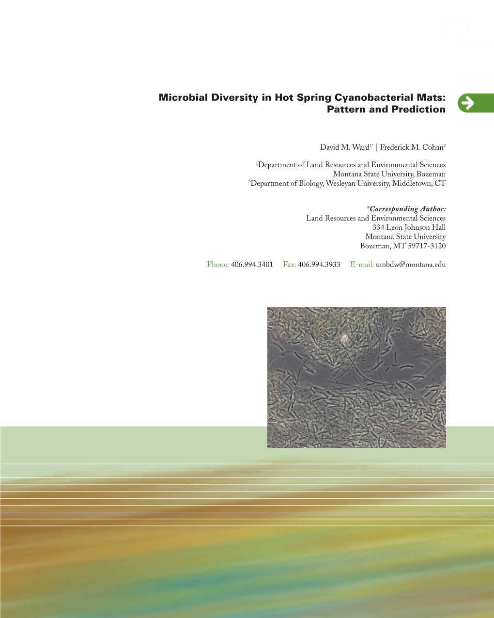 Microbial Diversity in Hot Spring Cyanobacterial Mats:Pattern And