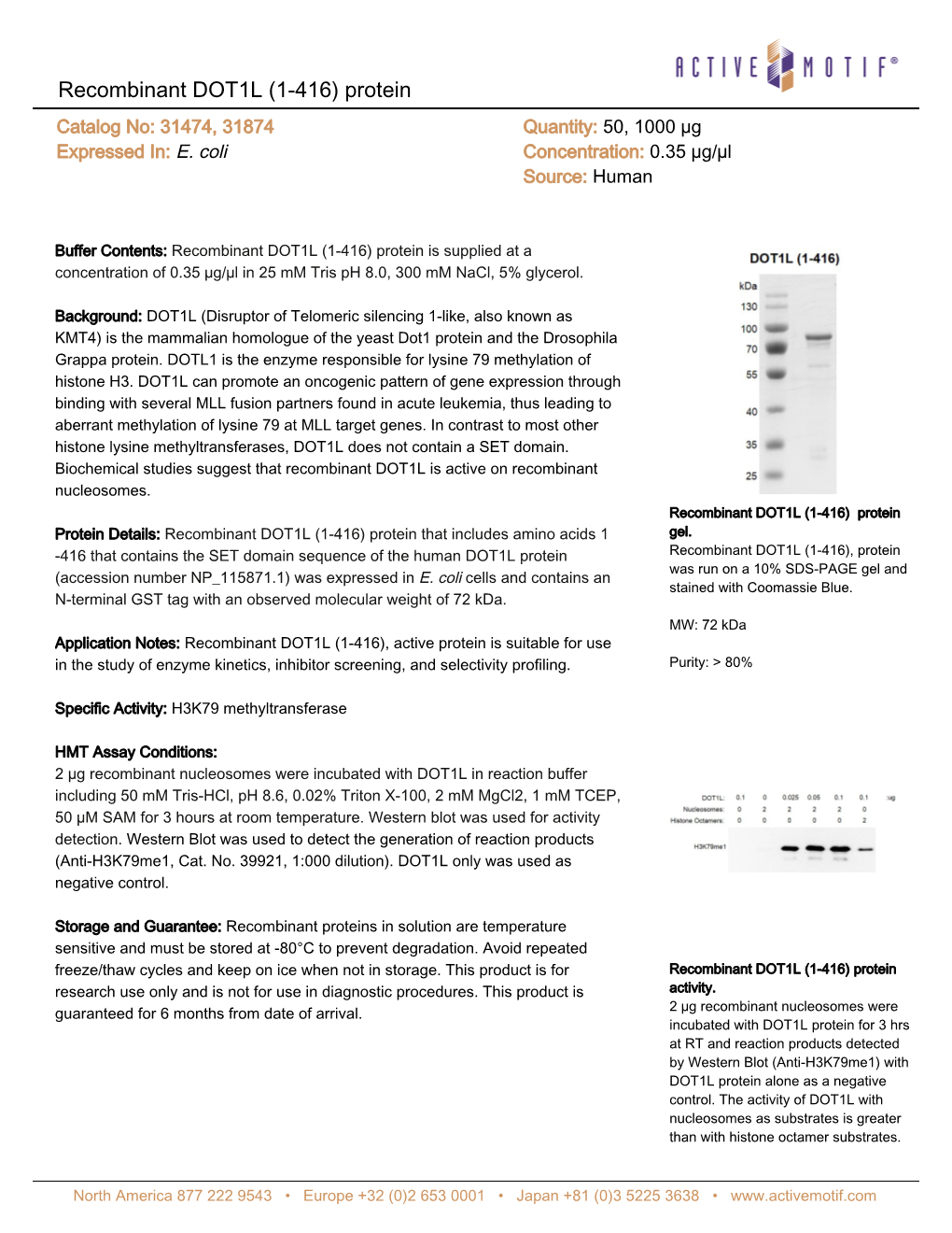 Recombinant DOT1L (1-416) Protein Catalog No: 31474, 31874 Quantity: 50, 1000 Μg Expressed In: E