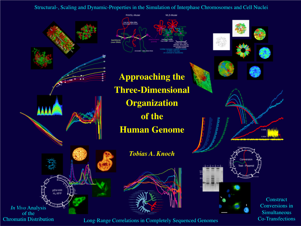 Approaching the Three-Dimensional Organization of the Human Genome