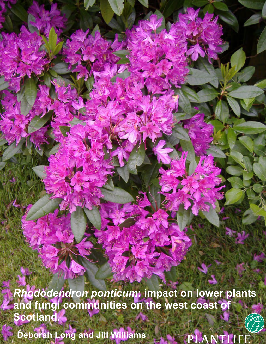 Rhododendron Ponticum: Impact on Lower Plants and Fungi Communities on the West Coast of Scotland