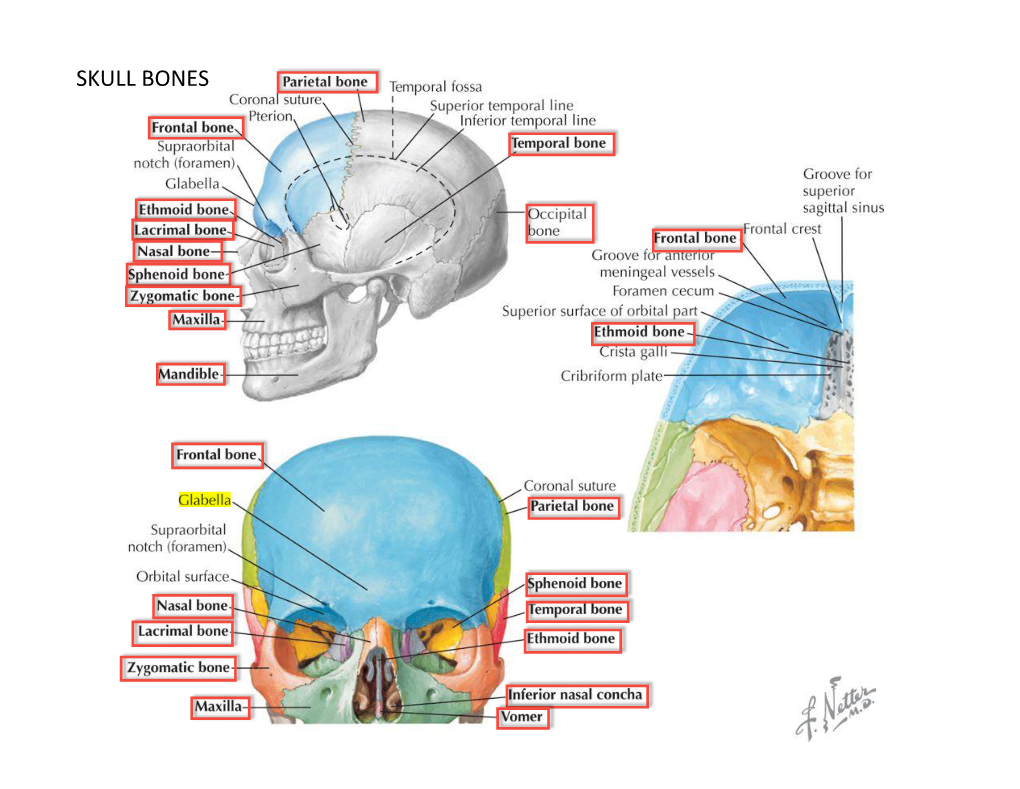 Skull Bones 1