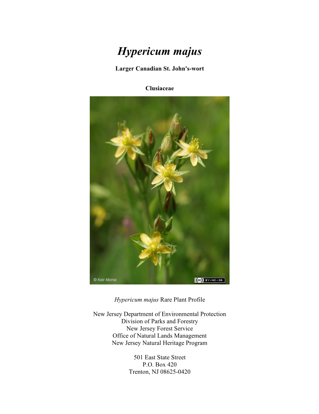 Hypericum Majus (Larger Canadian St. John's-Wort)