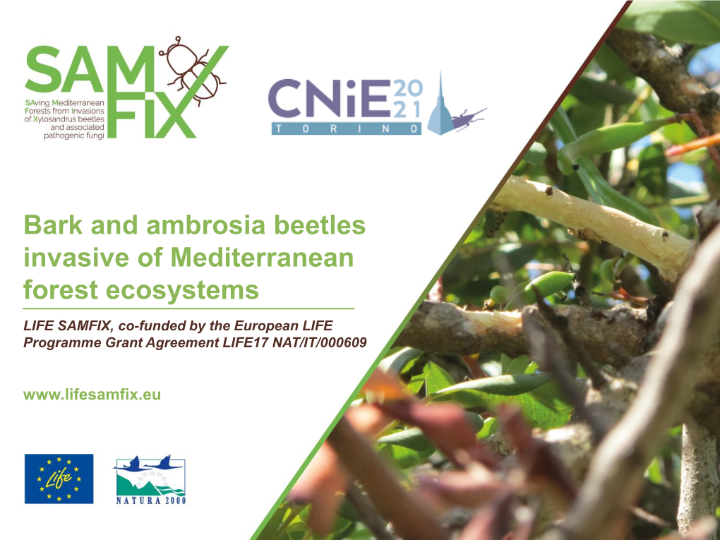 Bark and Ambrosia Beetles Invasive of Mediterranean Forest Ecosystems