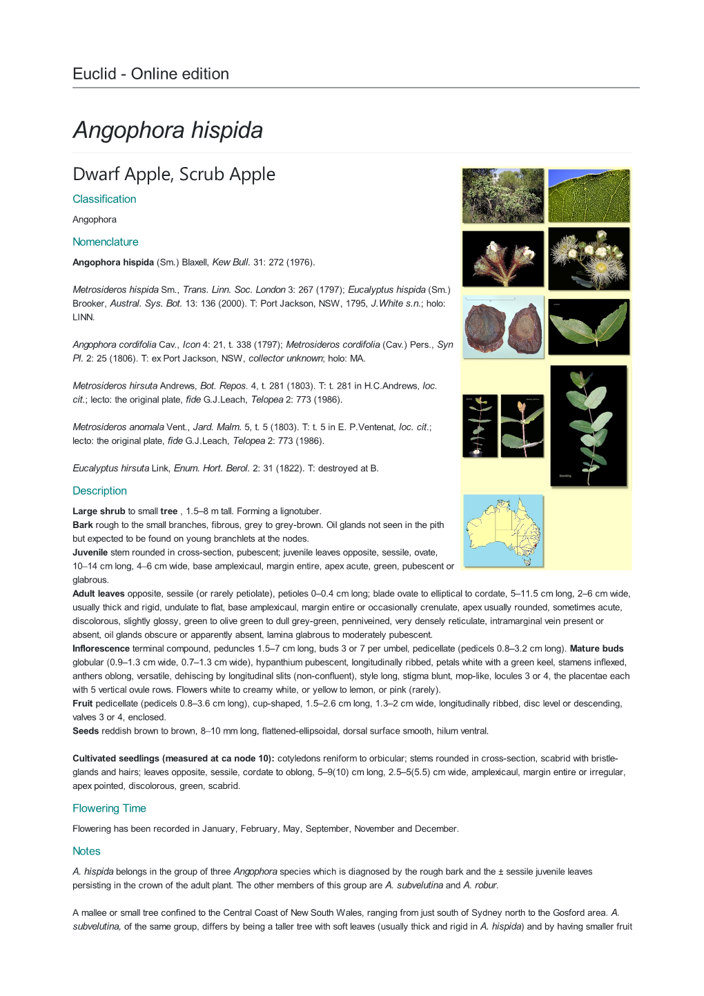 Angophora Hispida Dwarf Apple, Scrub Apple Classification Angophora Nomenclature Angophora Hispida (Sm.) Blaxell, Kew Bull