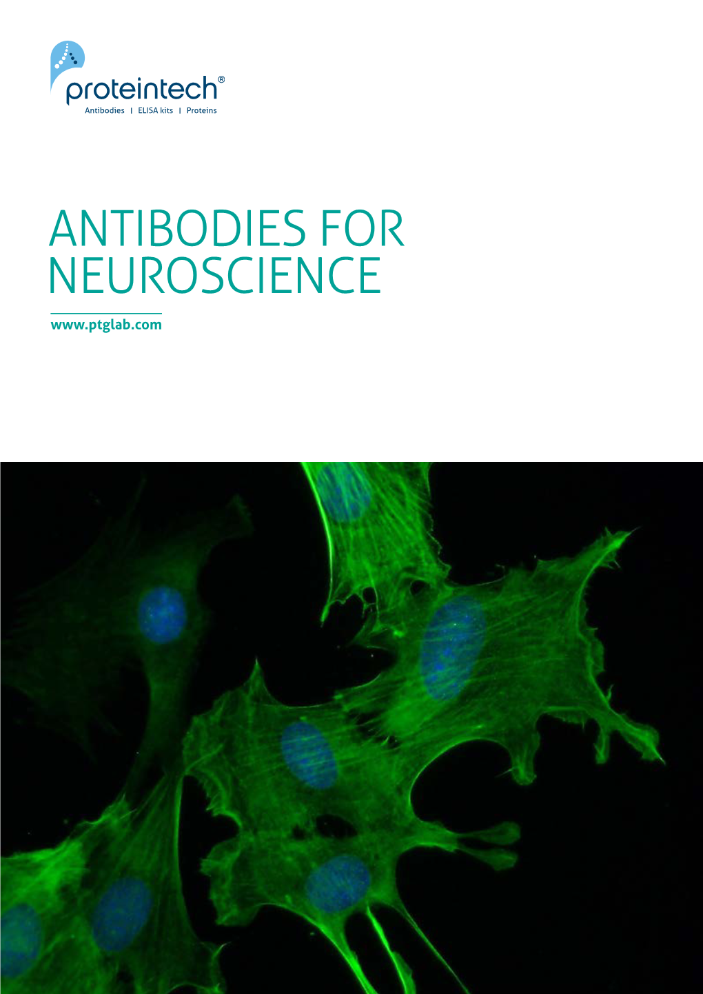 ANTIBODIES for NEUROSCIENCE 2 Antibodies for Neuroscience