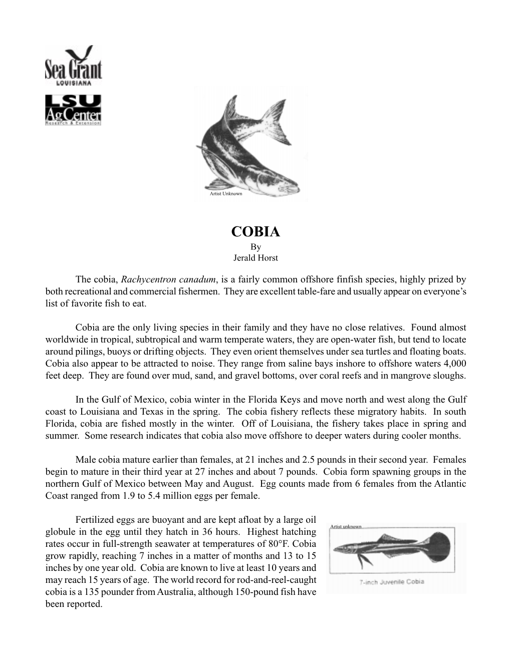 Cobia Facts 03