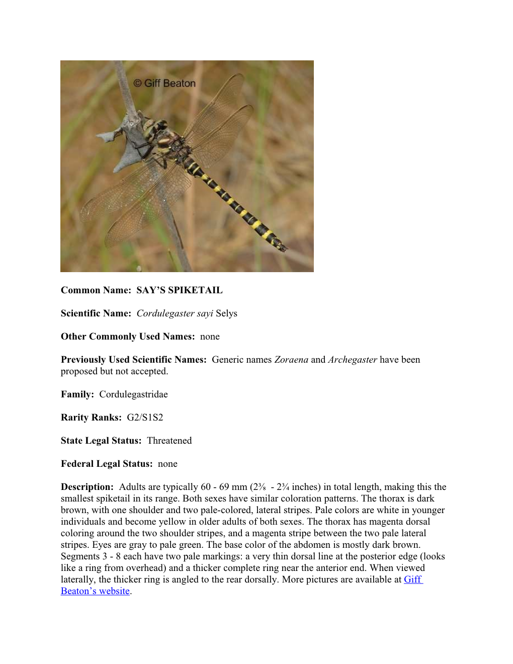Common Name: SAY's SPIKETAIL