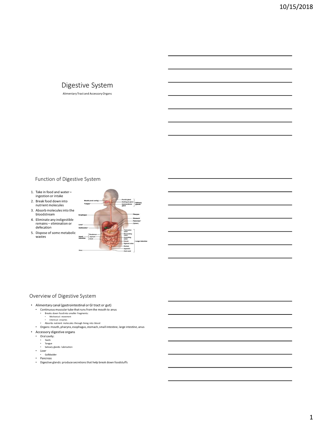 Digestive System Alimentary Tract and Accessory Organs