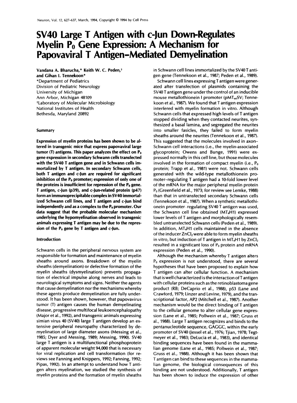 SV40 Large T Antigen with C-Jun Down-Regulates Myelin PO Gene Expression: a Mechanism for Papovaviral T Antigen-Mediated Demyelination