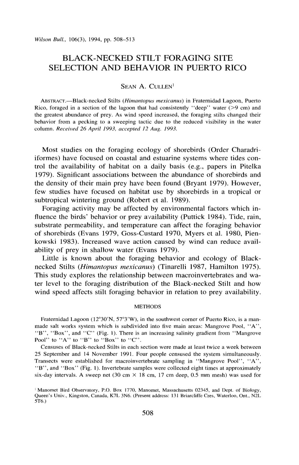 Black-Necked Stilt Foraging Site Selection and Behavior in Puerto Rico