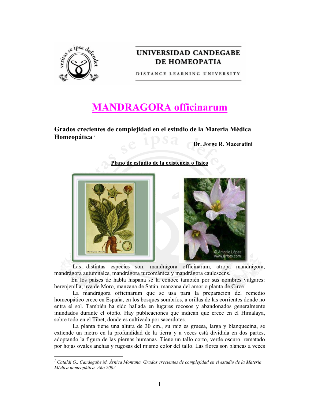 MANDRAGORA Officinarum