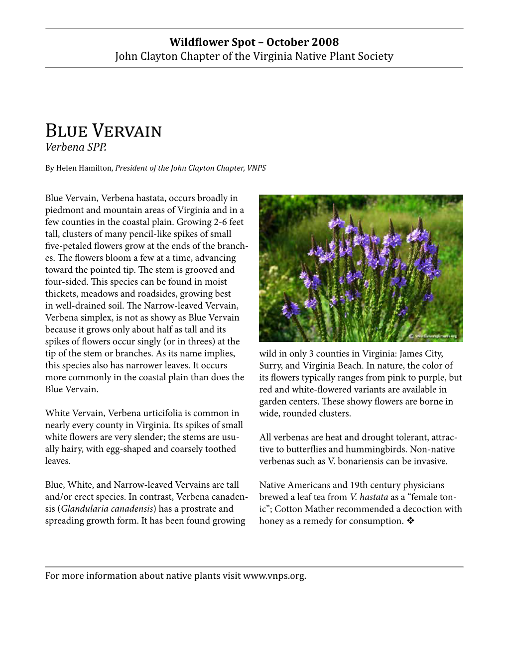 Blue Vervain, Verbena Hastata, Occurs Broadly in Piedmont and Mountain Areas of Virginia and in a Few Counties in the Coastal Plain