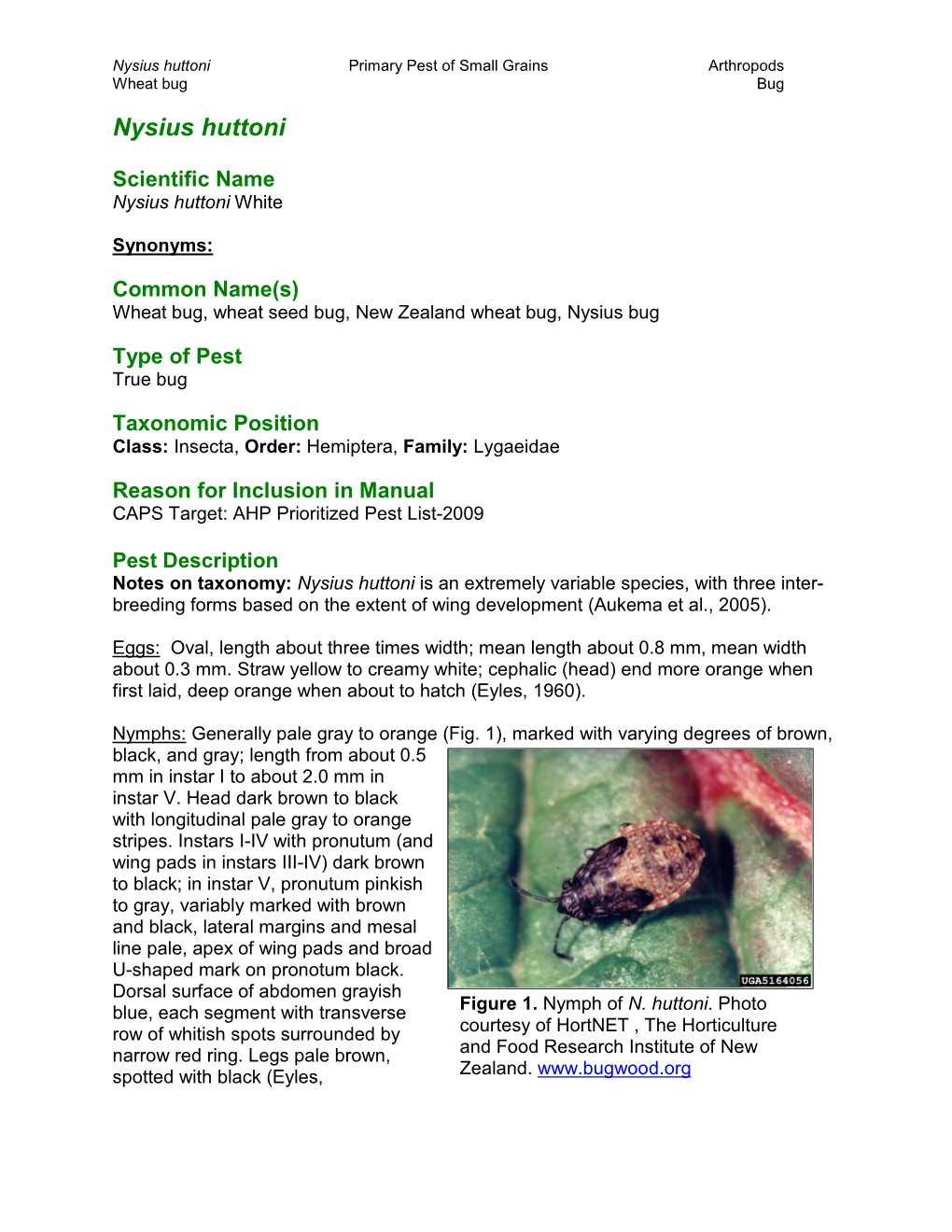Nysius Huttoni Primary Pest of Small Grains Arthropods Wheat Bug Bug