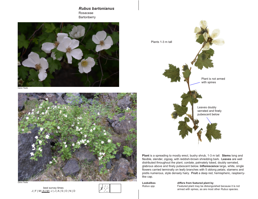 Rubus Bartonianus Rosaceae Bartonberry