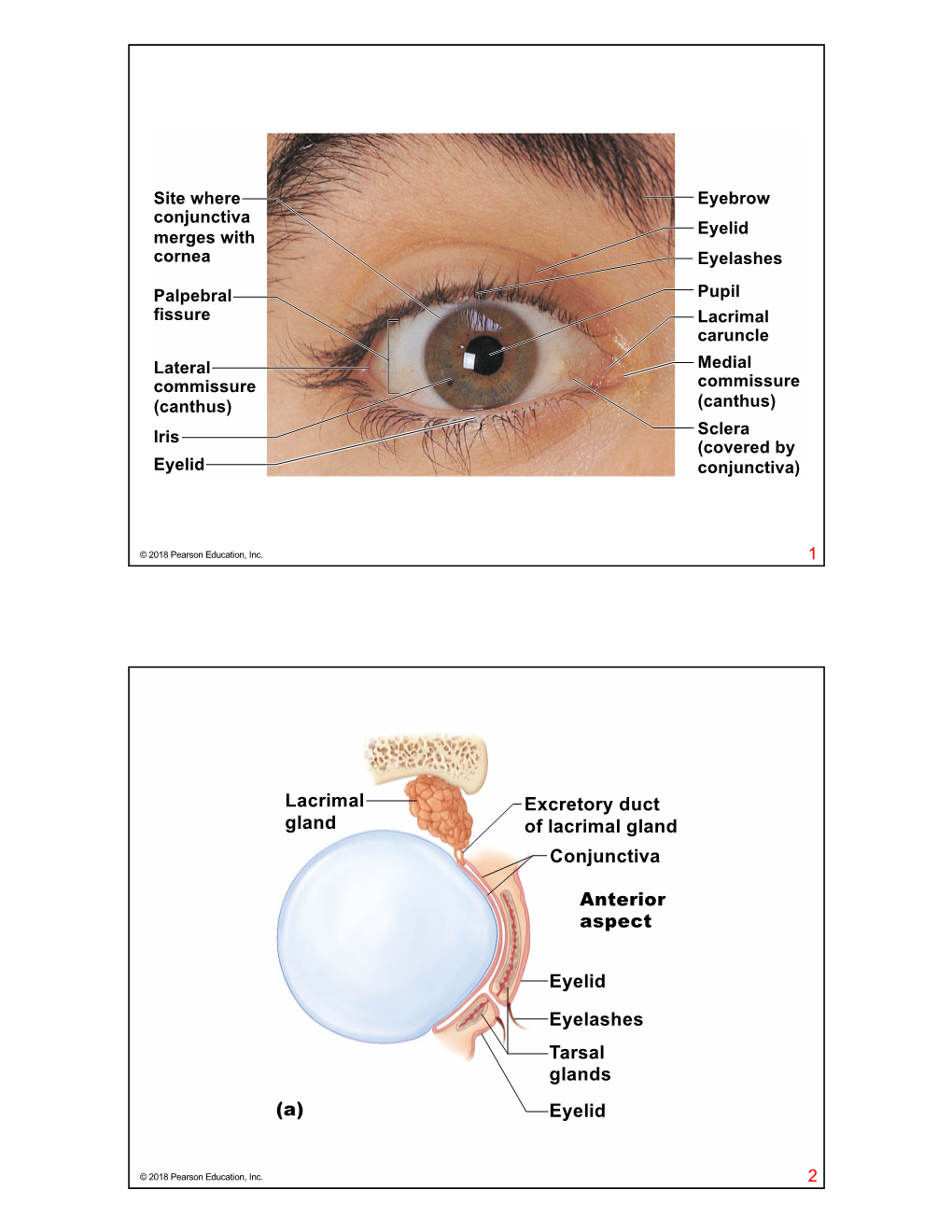 Lacrimal Gland Excretory Duct of Lacrimal Gland Conjunctiva Anterior