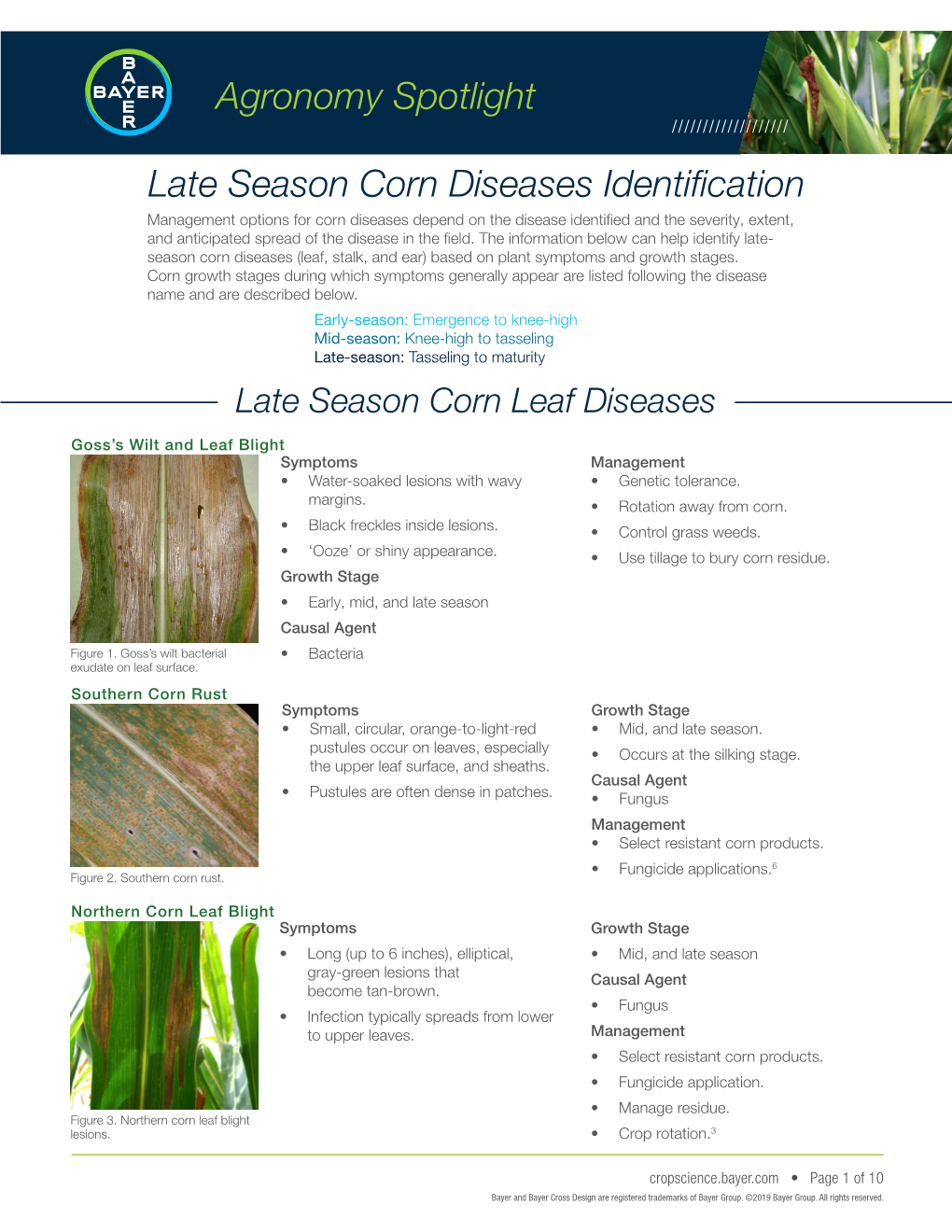 Agronomy Spotlight Late Season Corn Diseases Identification