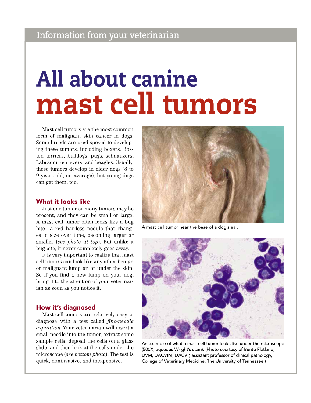 Mast Cell Tumors Mast Cell Tumors Are the Most Common Form of Malignant Skin Cancer in Dogs