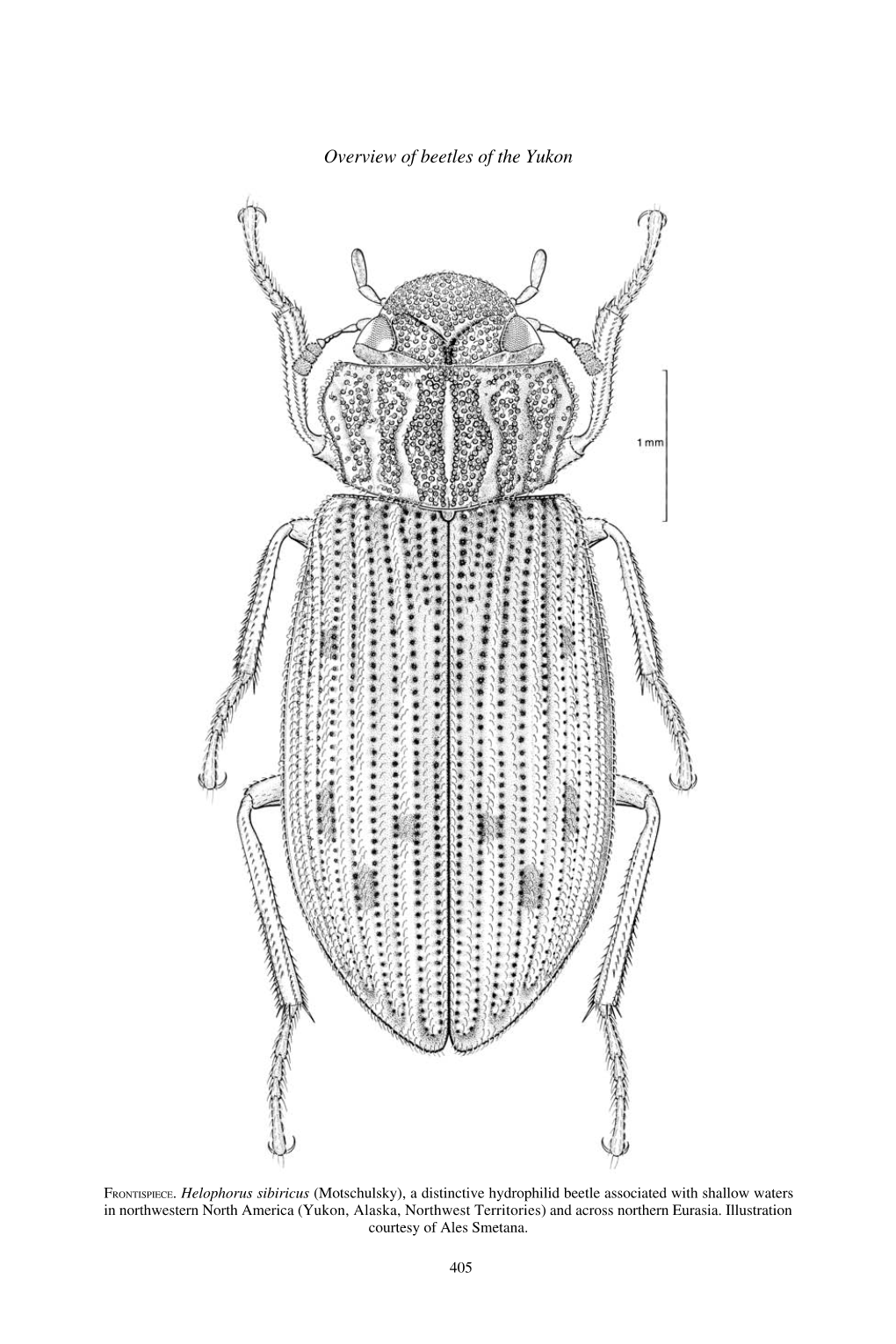 Overview of Beetles of the Yukon