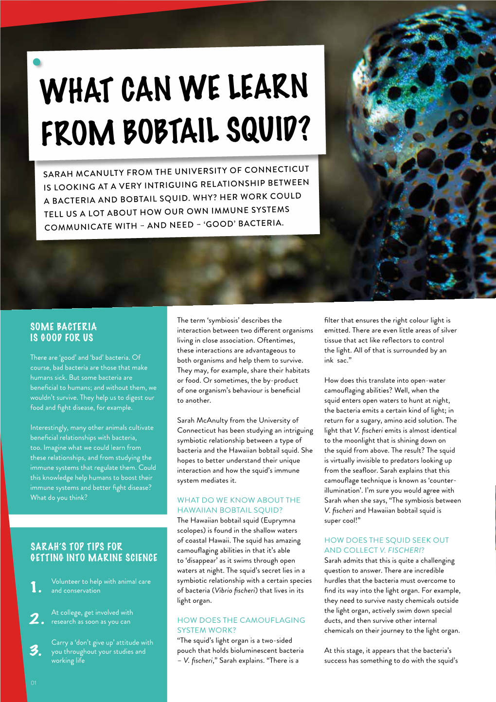 What Can We Learn from Bobtail Squid?