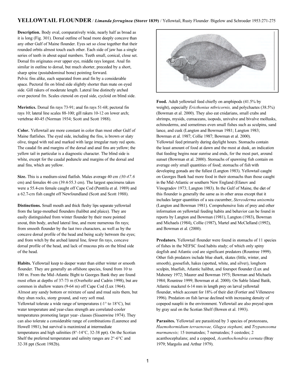 YELLOWTAIL FLOUNDER / Limanda Ferruginea (Storer 1839) / Yellowtail, Rusty Flounder /Bigelow and Schroeder 1953:271-275