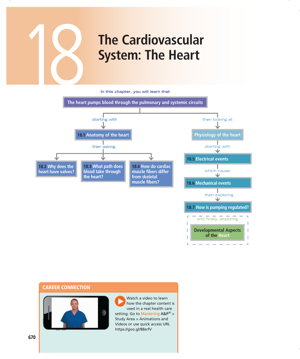 The Cardiovascular System: the Heart