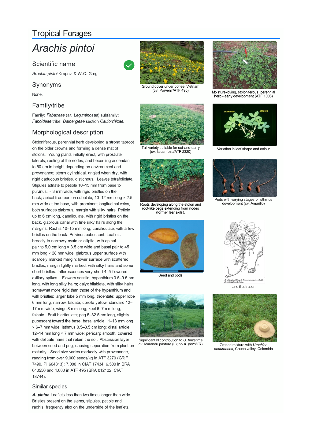 Arachis Pintoi Scientific Name  Arachis Pintoi Krapov