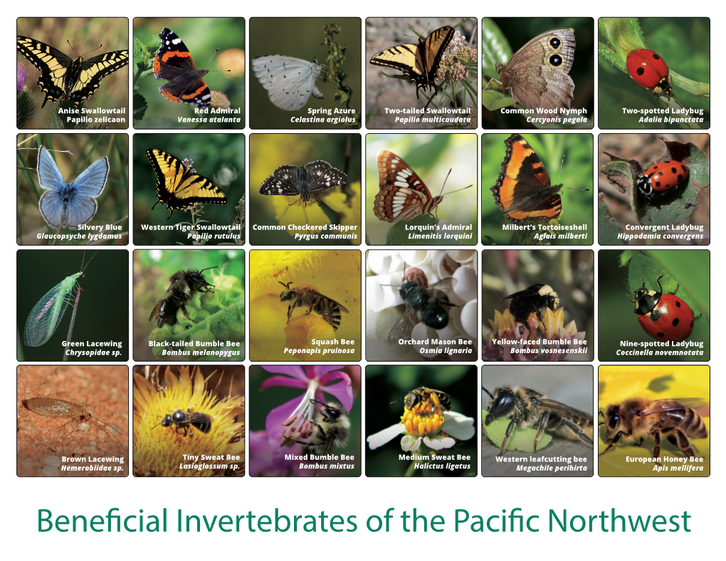 Beneficial Invertebrates of the Pacific Northwest Eulophid Wasp Thread-Waisted Wasp Bald-Face Hornet Pied Hoverfly Predacious Hoverfly Snakefly Chrysocharis Sp