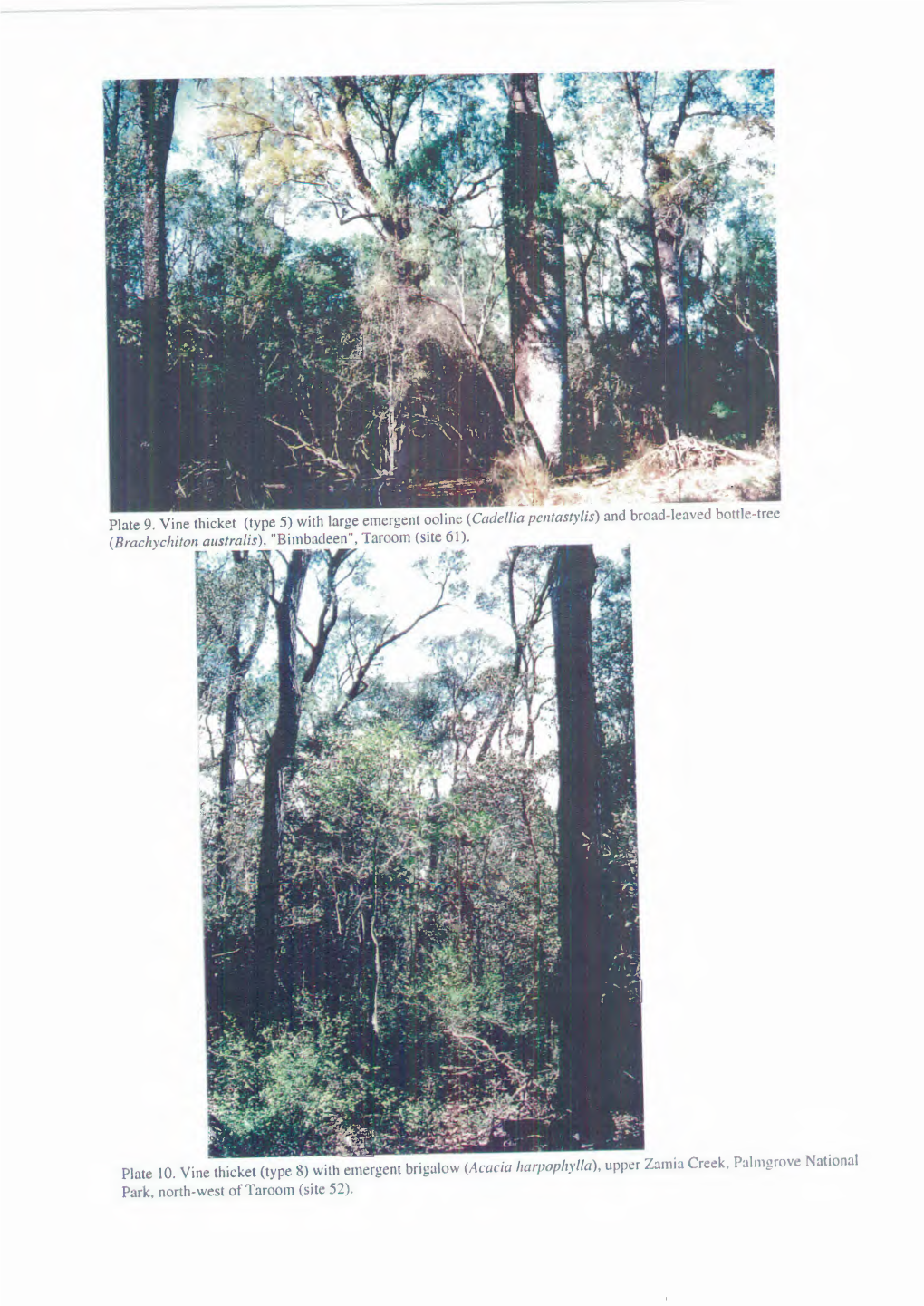 Cadellia Pentastylis) (Brachychiton Australis), "Bimbadeen", Taroom (Site 61)
