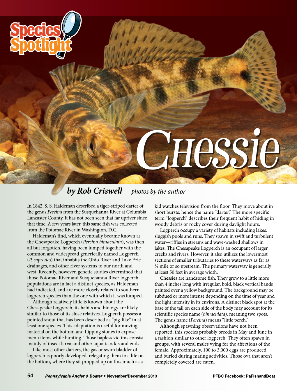 Chesapeake Logperch (Percina Bimaculata), Was Then Water—Riffles in Streams and Wave-Washed Shallows in All but Forgotten, Having Been Lumped Together with the Lakes