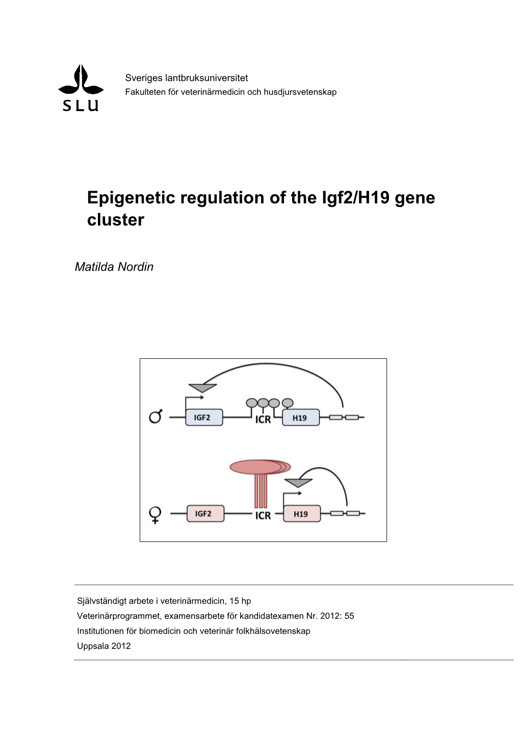 Epigenetic Regulation of the Igf2/H19 Gene Cluster