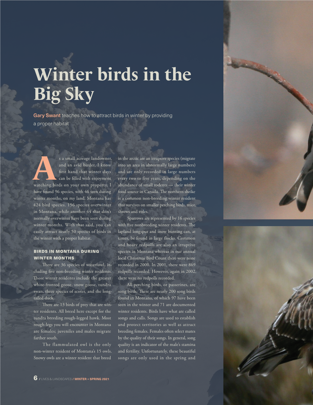 Winter Birds in the Big Sky