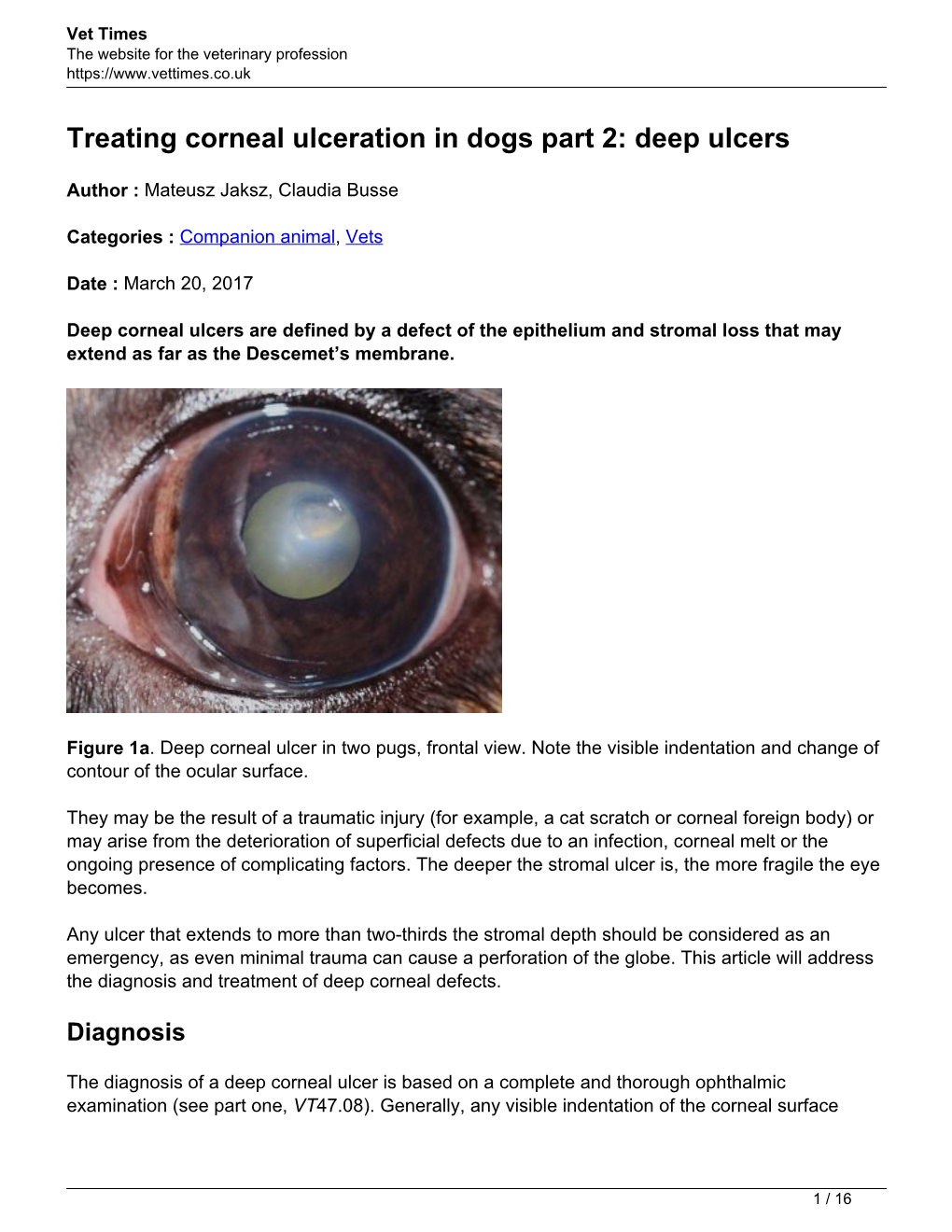 Treating Corneal Ulceration in Dogs Part 2: Deep Ulcers