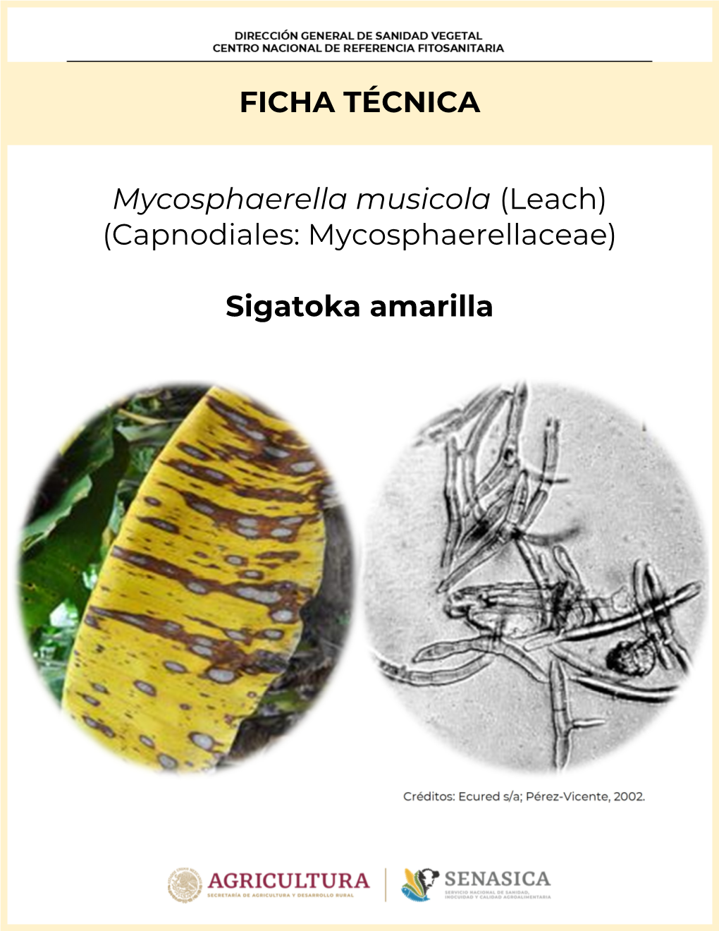 FICHA TÉCNICA Mycosphaerella Musicola (Leach) (Capnodiales: Mycosphaerellaceae) Sigatoka Amarilla