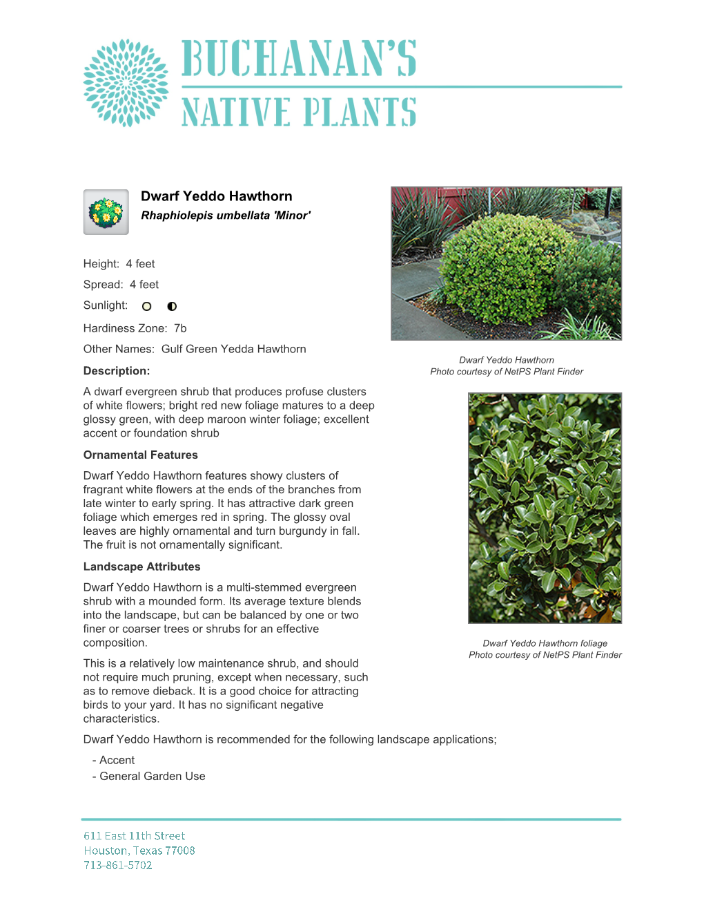 Buchanan's Native Plants Dwarf Yeddo Hawthorn