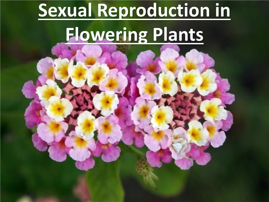 Sexual Reproduction in Flowering Plants Sexual Reproduction